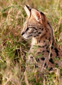 Serval Africano